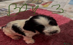 Cocker Spaniel dogs for sale: KC show cocker puppies black white boys - Image 32