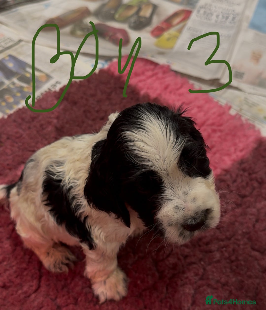 Cocker Spaniel dogs for sale: KC show cocker puppies black white boys - Image 32