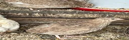 Quail poultry for sale: Quail hatching eggs - Advert 4