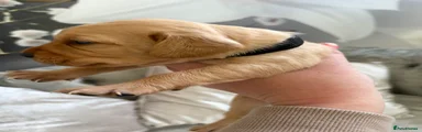 Mixed Breed 4