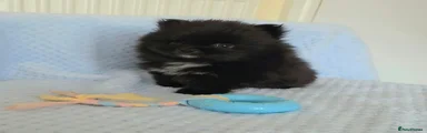 Pomeranian 2