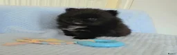 Pomeranian dogs for sale: 🐶 Tiny pomeranian puppies 🐶  - Advert 12