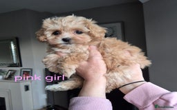 Maltipoo dogs for sale: F1 Maltipoo puppies 🐶 Just 2 girls remaining  - Advert 32