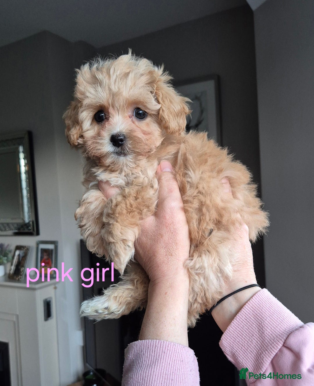 Maltipoo dogs for sale: F1 Maltipoo puppies 🐶 Just 2 girls remaining  - Advert 32