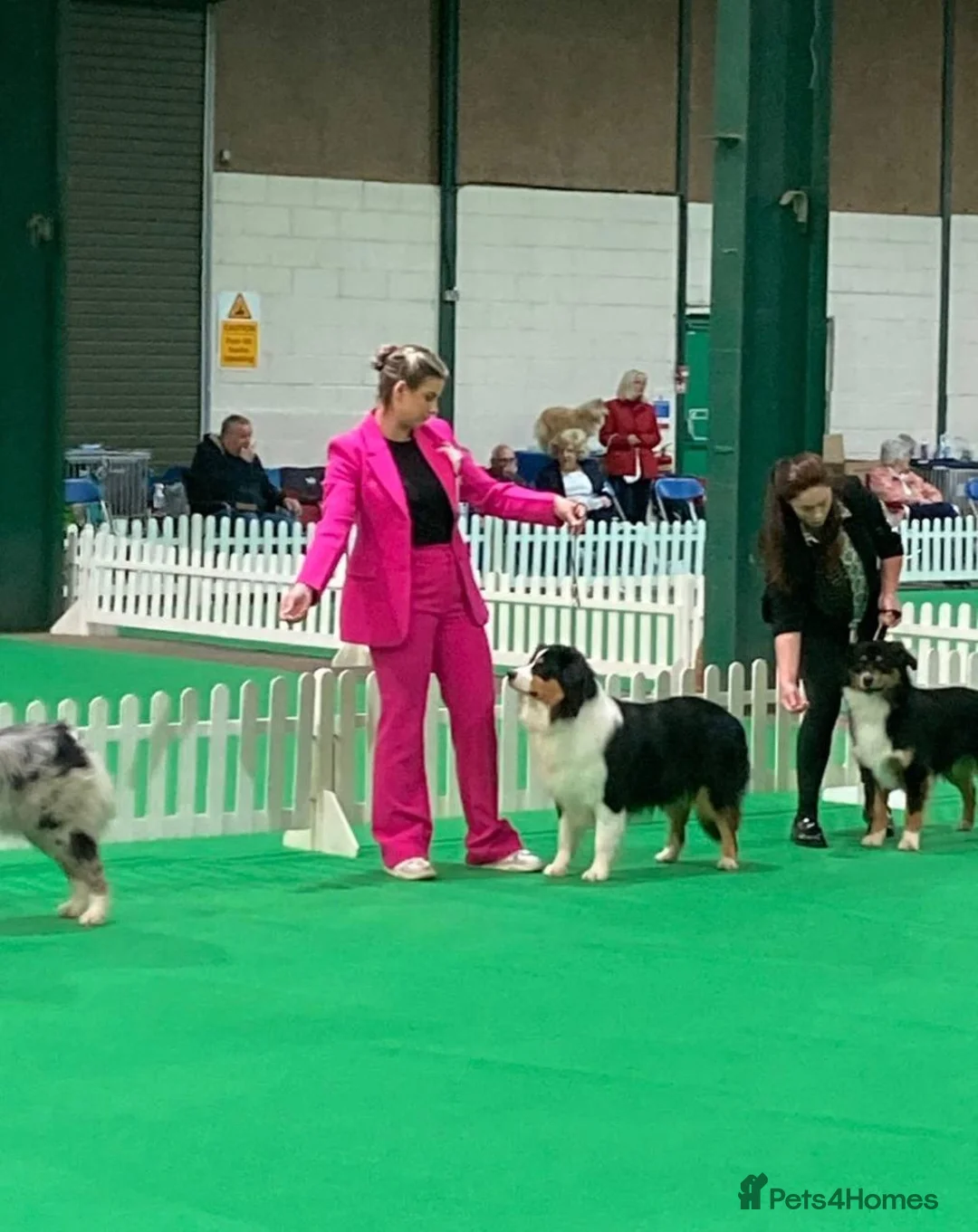 Australian Shepherd dogs for sale: Australian Shepherd KC show-line puppies - Advert 9