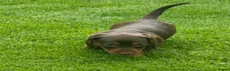 Miniature Dachshund dogs for sale: Gorgeous KC reg miniature dachshund puppies  - Advert 21