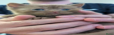 Kitten 4