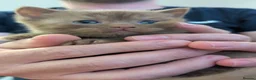 British Shorthair cats for sale: Pure British shorthair kittens  - Advert 5
