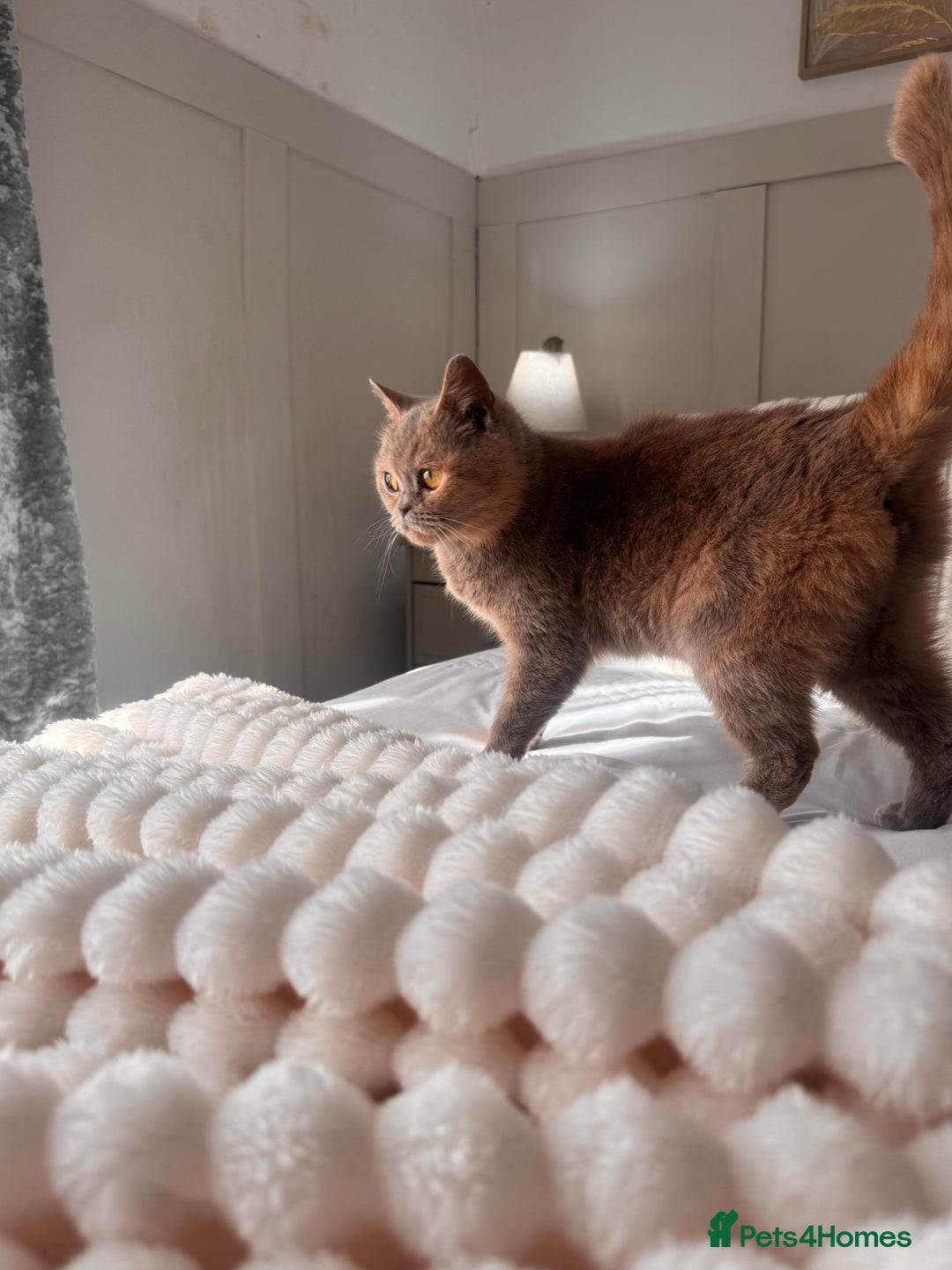 British Longhair cats for sale: ✨Cream British Shorthair Kittens ✨ - Advert 2