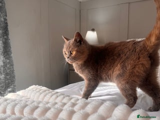 British Longhair cats ✨Cream British Shorthair Kittens ✨ - Advert 1