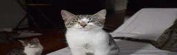 Mixed Breed cats for sale: 6 kittens desperately looking for a forever home - Advert 24
