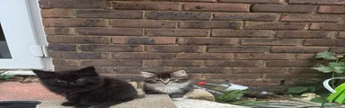 British Longhair 6