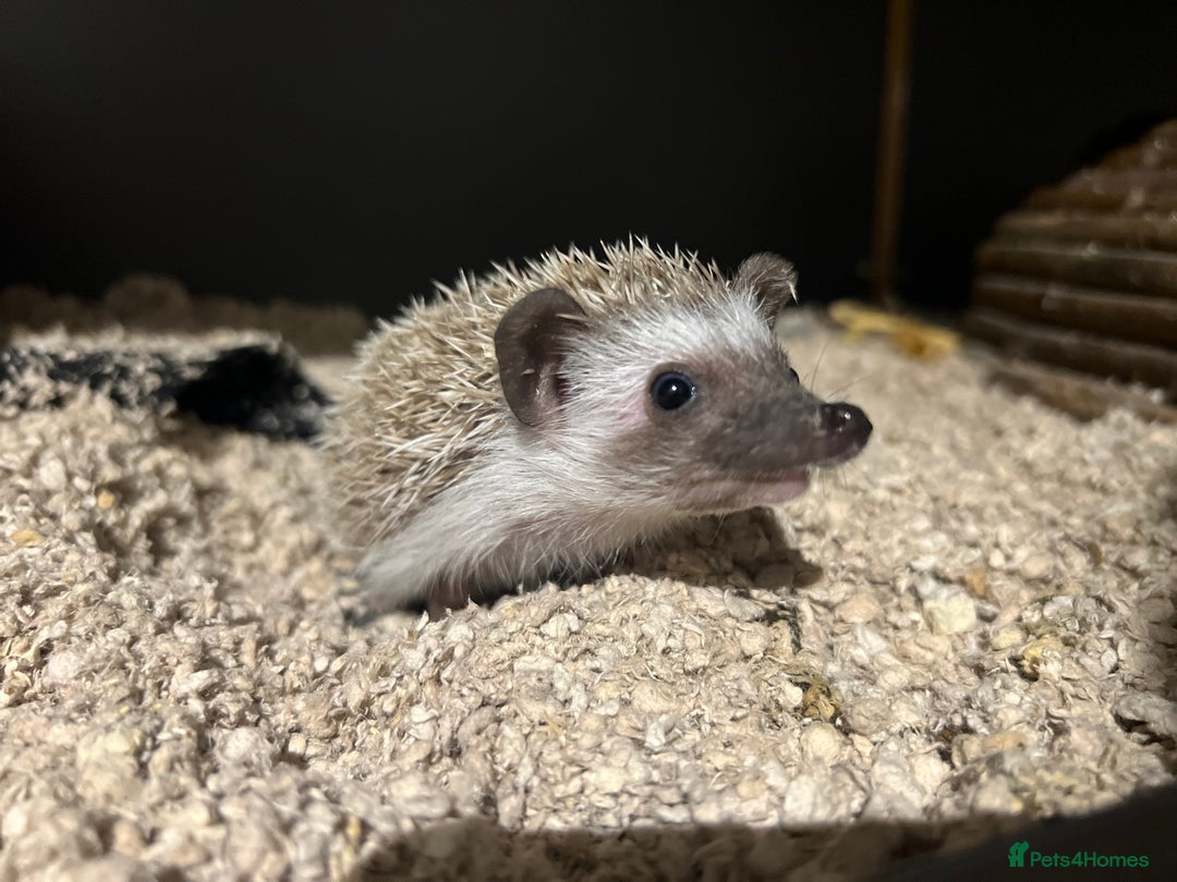 Pygmy Hedgehog rodents for sale: Pygmy Hedgehogs  - Advert 6