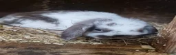 Mini Lop rabbits for sale: Baby Mini Lops - Advert 11
