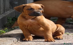 Rhodesian Ridgeback dogs for sale: Rhodesian Ridgeback Puppies KC reg - Image 23