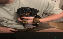 Miniature Dachshund dogs for sale: Miniature Dachshunds for sale  - Image 13