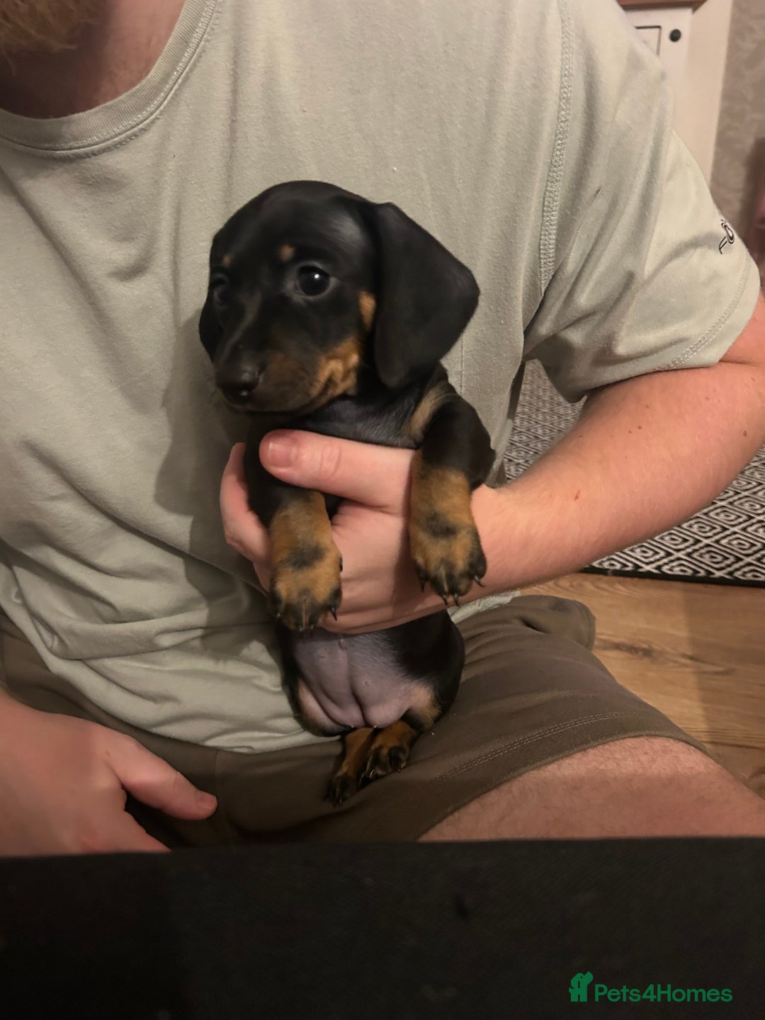 Miniature Dachshund dogs for sale: Miniature Dachshunds for sale  - Image 13