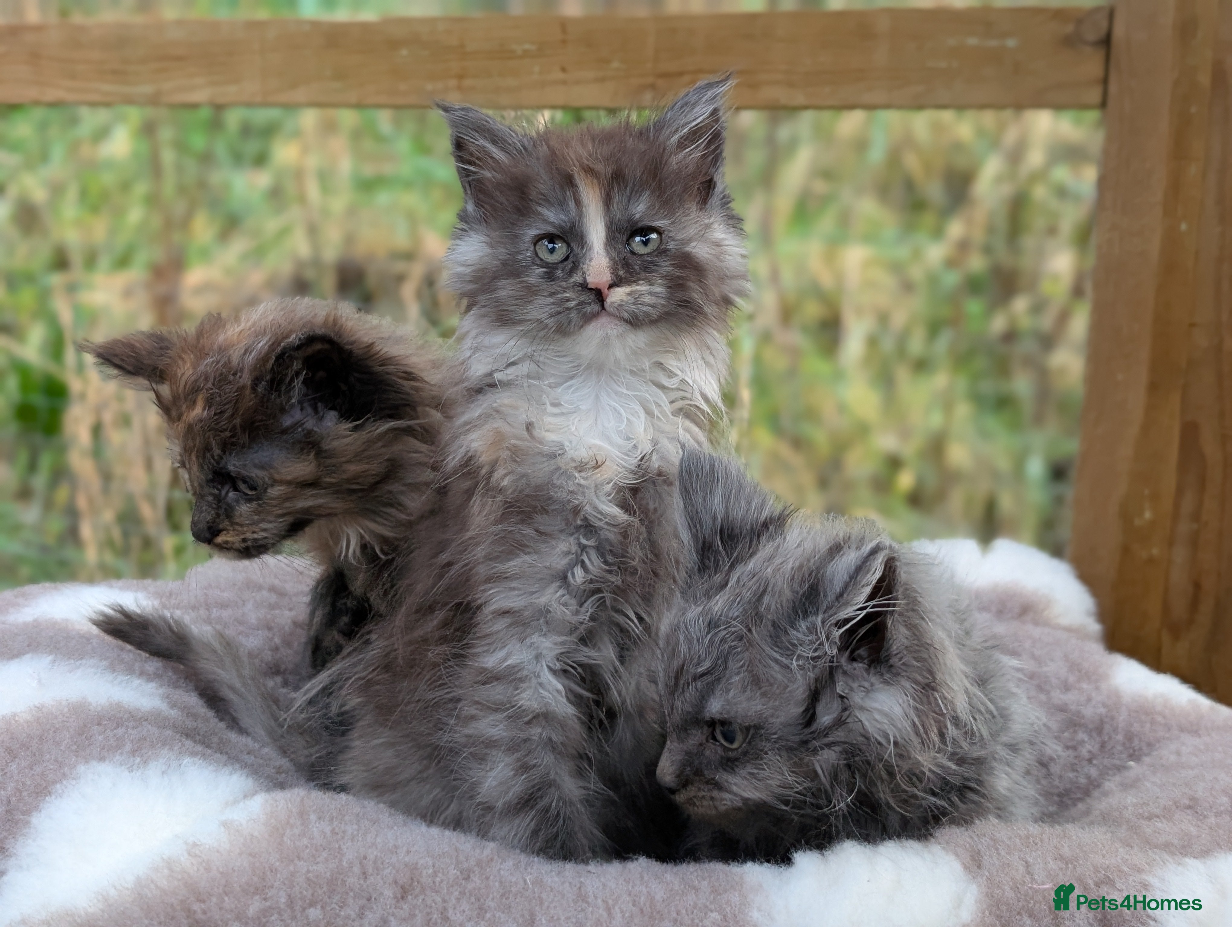 Maine Coon cats 3 Stunning Maine Coon Kittens  - Advert 2