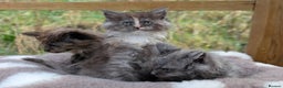 Maine Coon cats for sale: 3 Stunning Maine Coon Kittens  - Advert 11