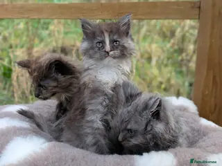 Maine Coon cats 3 Stunning Maine Coon Kittens - Advert 2