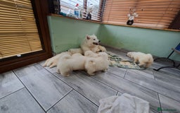 Samoyed dogs for sale: Beautiful Samoyed Puppies Ready Soon! - Advert 6