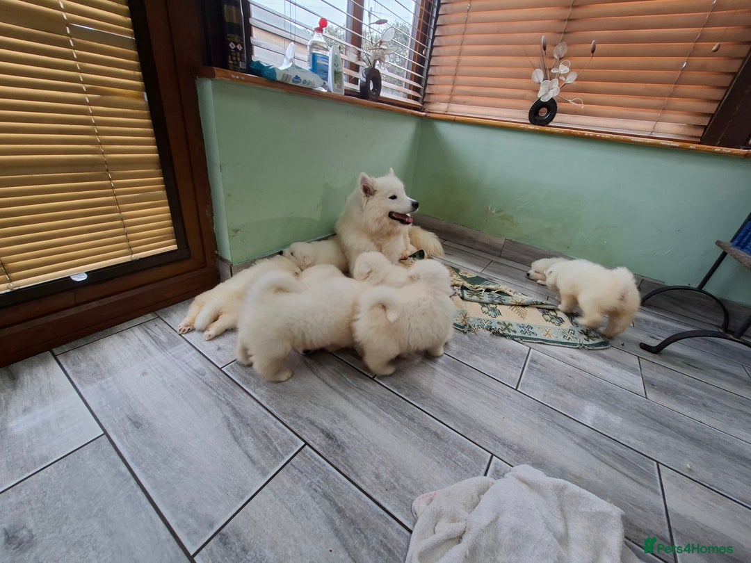 Samoyed dogs for sale: Beautiful Samoyed Puppies Ready Soon! - Advert 6