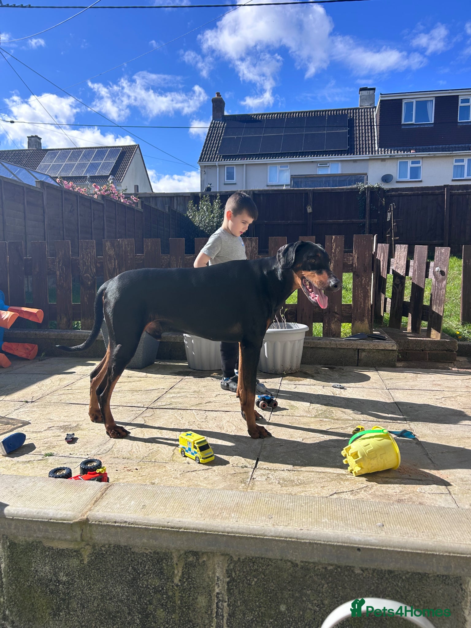 Dobermann dogs Doberman (Male, 4-5 years) Experienced Home Only - Advert 6