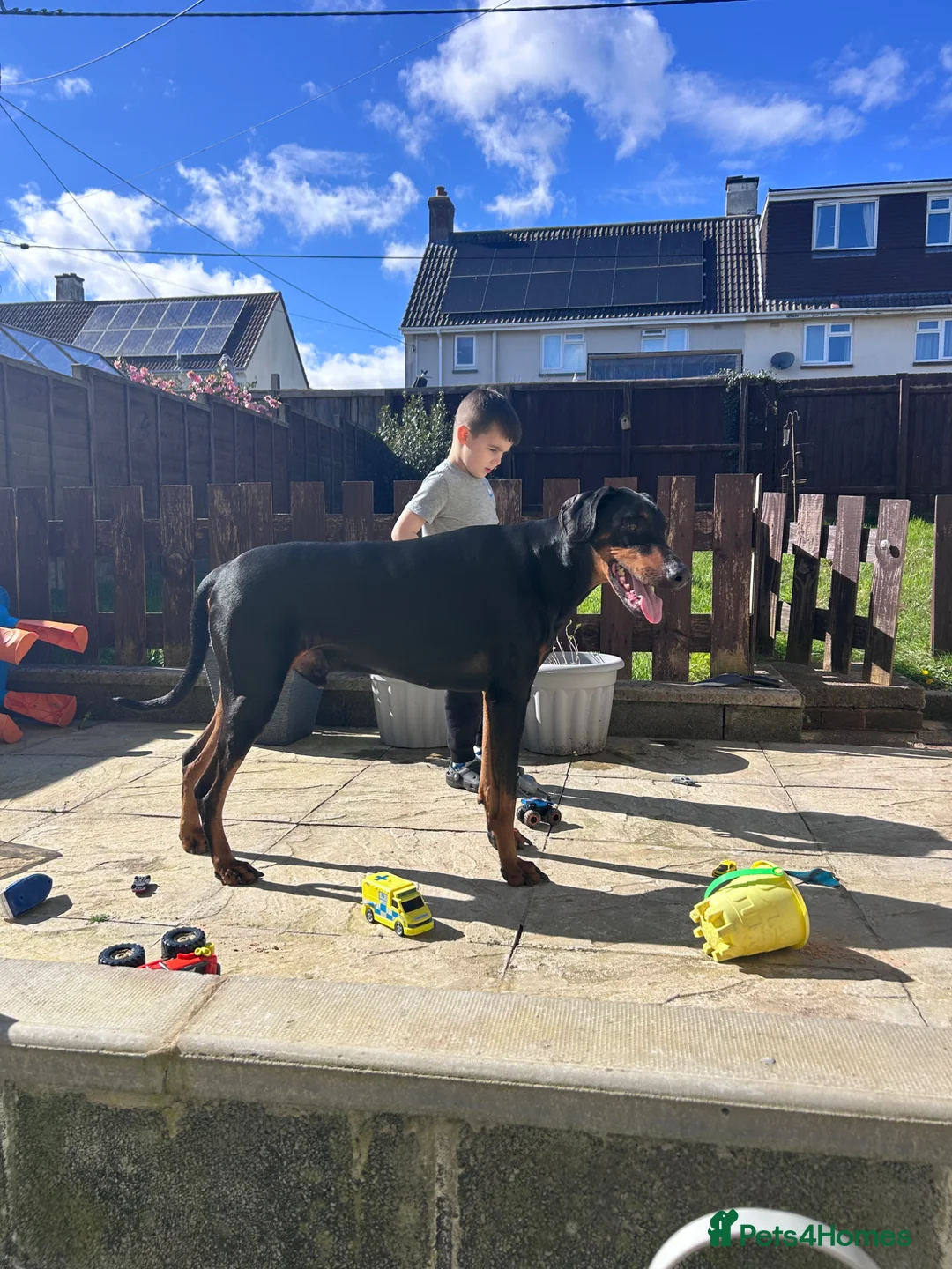 Dobermann dogs for sale: Doberman (Male, 4-5 years) Experienced Home Only in Exeter - Advert 1