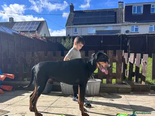Dobermann dogs Doberman (Male, 4-5 years) Experienced Home Only - Advert 6