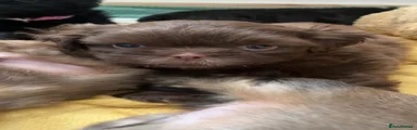Shih Tzu 2