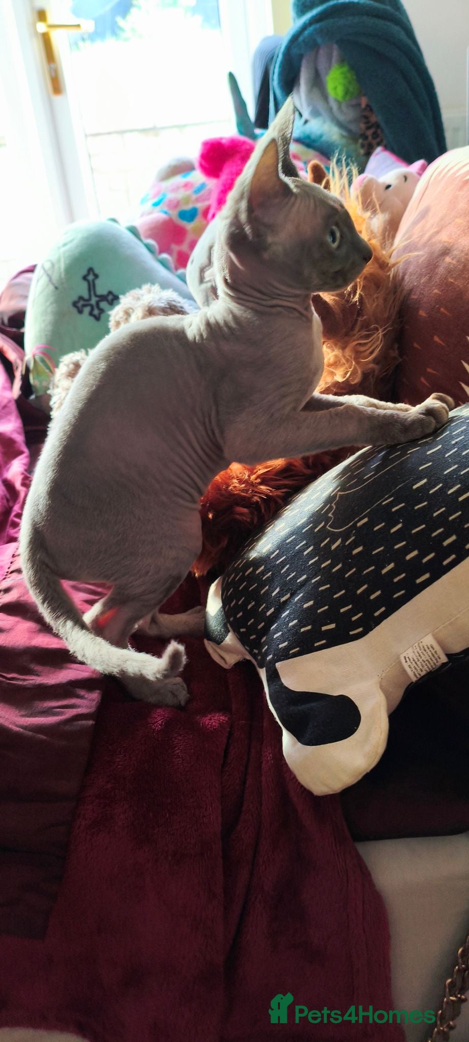 Sphynx cats *LAST ONE* Gorgeous Sphynx Girl - 12 Weeks Old - Advert 2