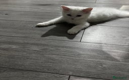 British Longhair cats for sale: British - Image 4