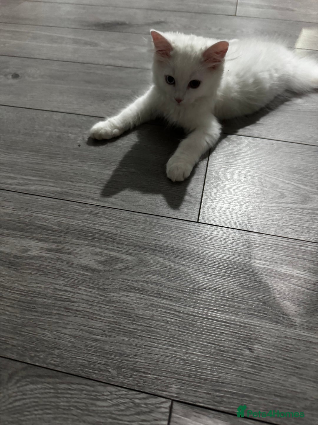 British Longhair cats for sale: British - Image 4