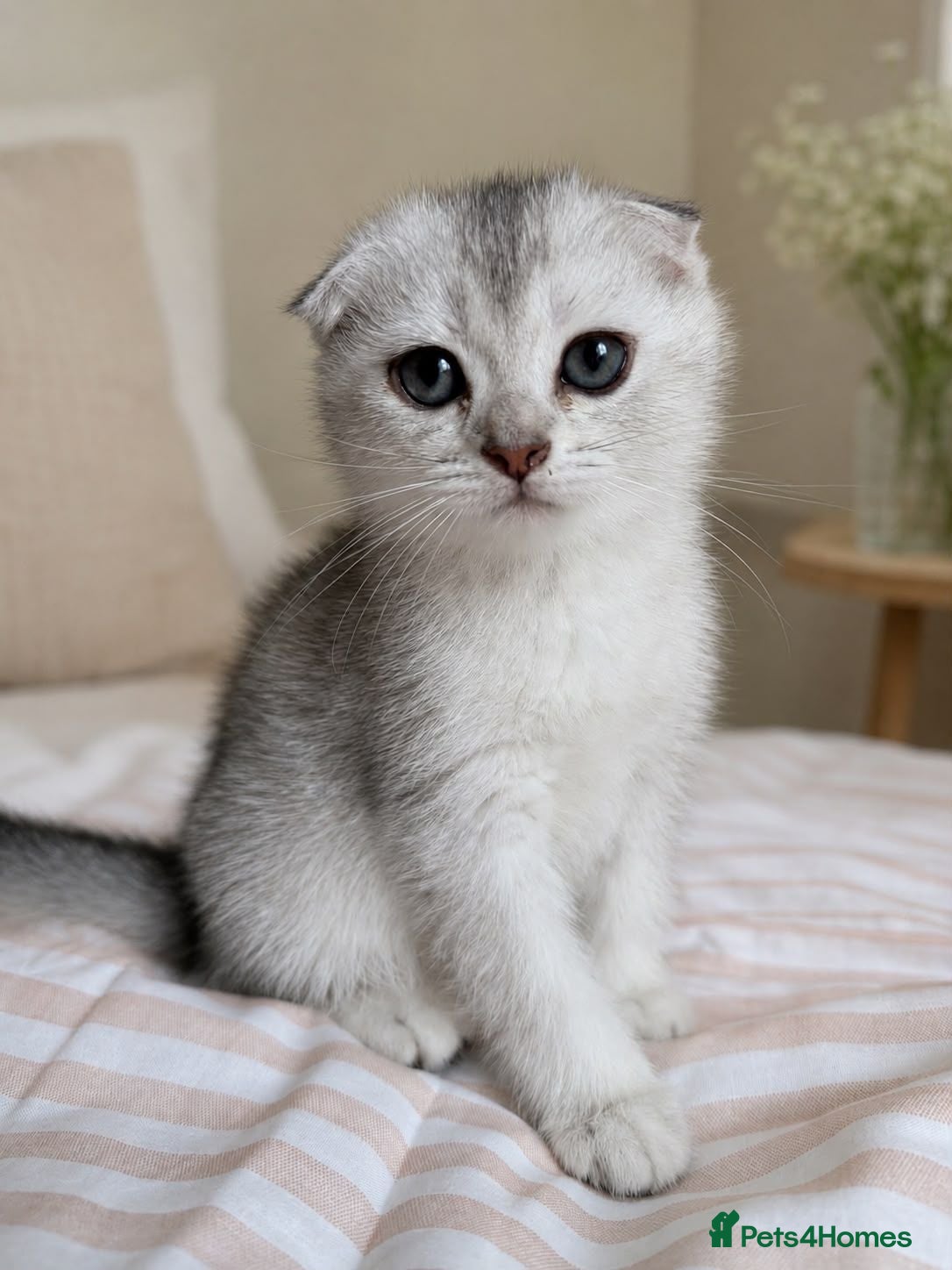 Scottish Fold cats Adorable Scottish Fold Kittens - Only 2 left - Advert 2