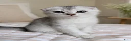 Scottish Fold cats for sale: Adorable Scottish Fold Kittens - Only 2 left - Advert 12