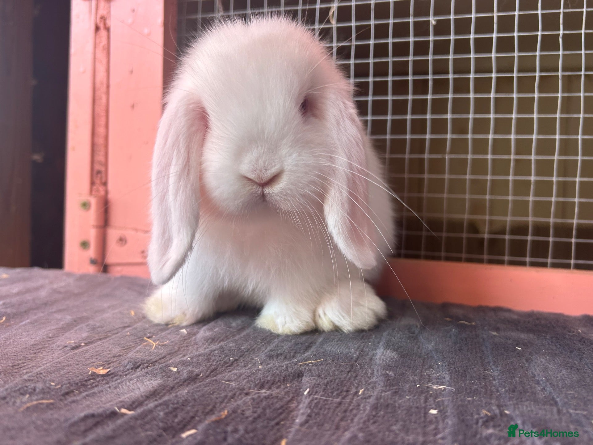 Mini Lop rabbits Show line mini lop baby doe - Advert 4