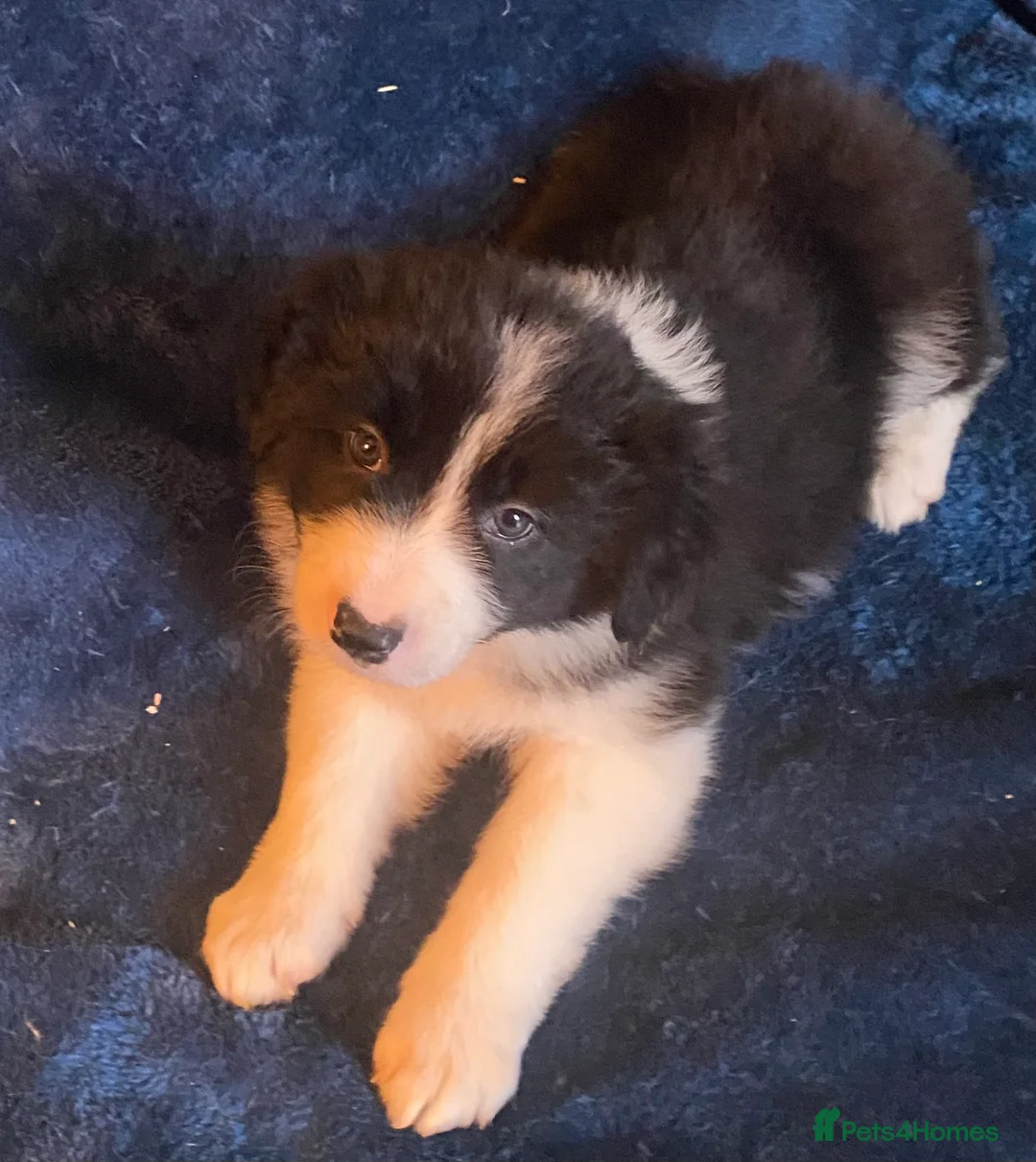 Border Collie dogs for sale: Classic Long Coated Border Collie Pups - Advert 4