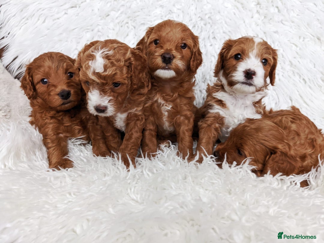 Toy Poodle dogs for stud: EXTENSIVELY HEALTH TESTED TOY POODLE STUD TYSON🌹 in Sheerness - Advert 16