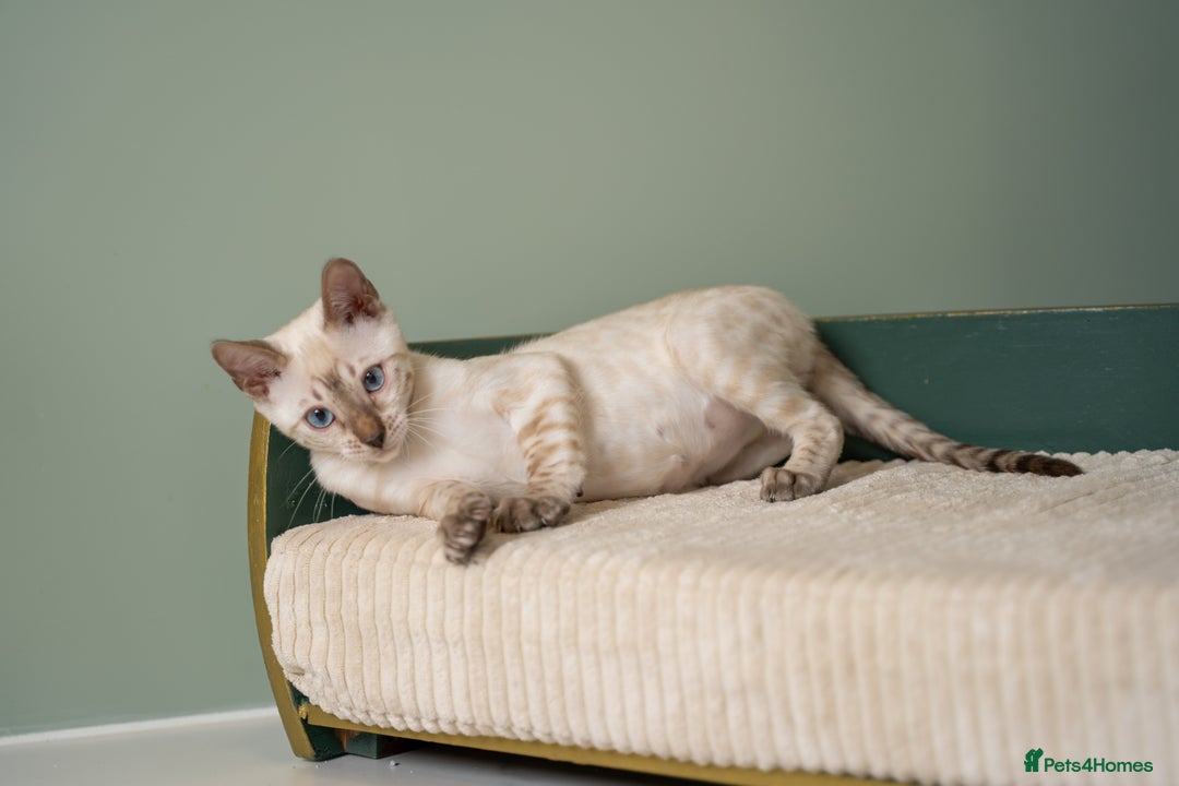 Bengal cats for sale: FRANCO- Snow Bengal Boy- Excellent traits-TICA reg - Advert 20