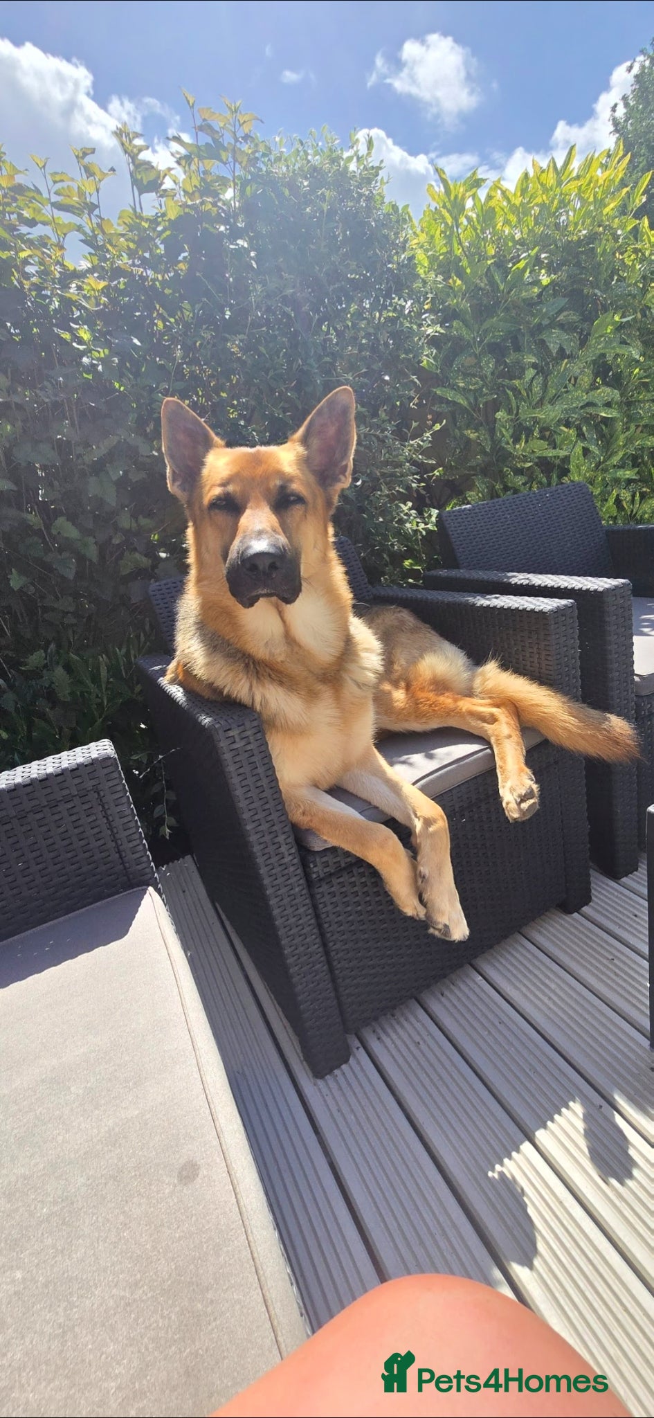 German Shepherd dogs for stud: STUD GERMAN SHEPHERD  - Advert 8