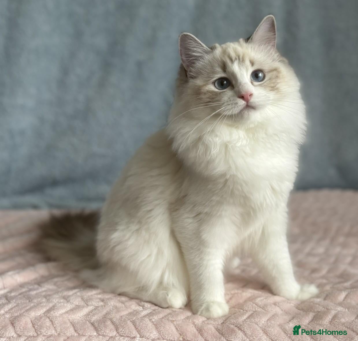 Ragdoll cats Playful Pedigree Ragdoll Kittens Available - Advert 1