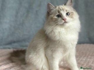 Ragdoll cats Playful Pedigree Ragdoll Kittens Available - Advert 7