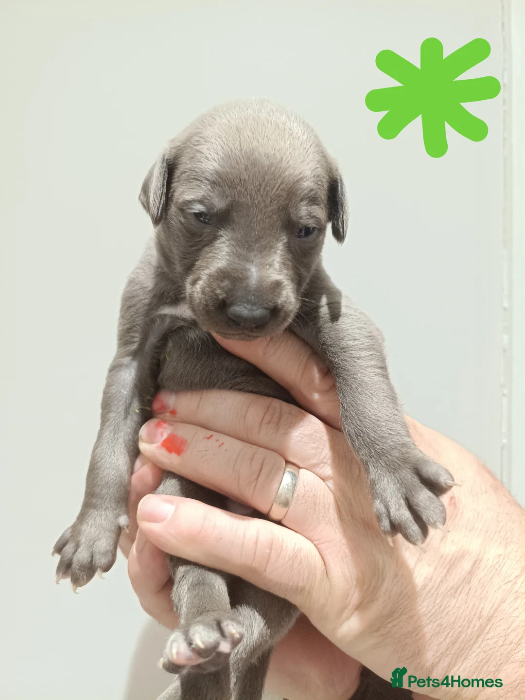 Whippet dogs for sale: KC Registered Whippet Puppies - Advert 16