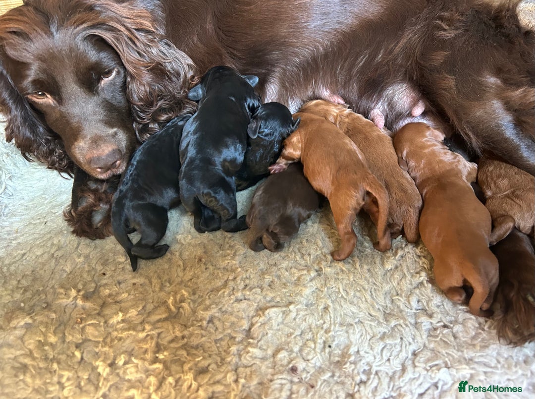 Cockapoo dogs for sale: Beautiful miniature Teddybear Cockapoo  puppies  - Image 35