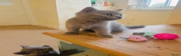 Russian Blue cats for sale: New litter 8wk Russian Blue British Shorthair boys - Advert 9