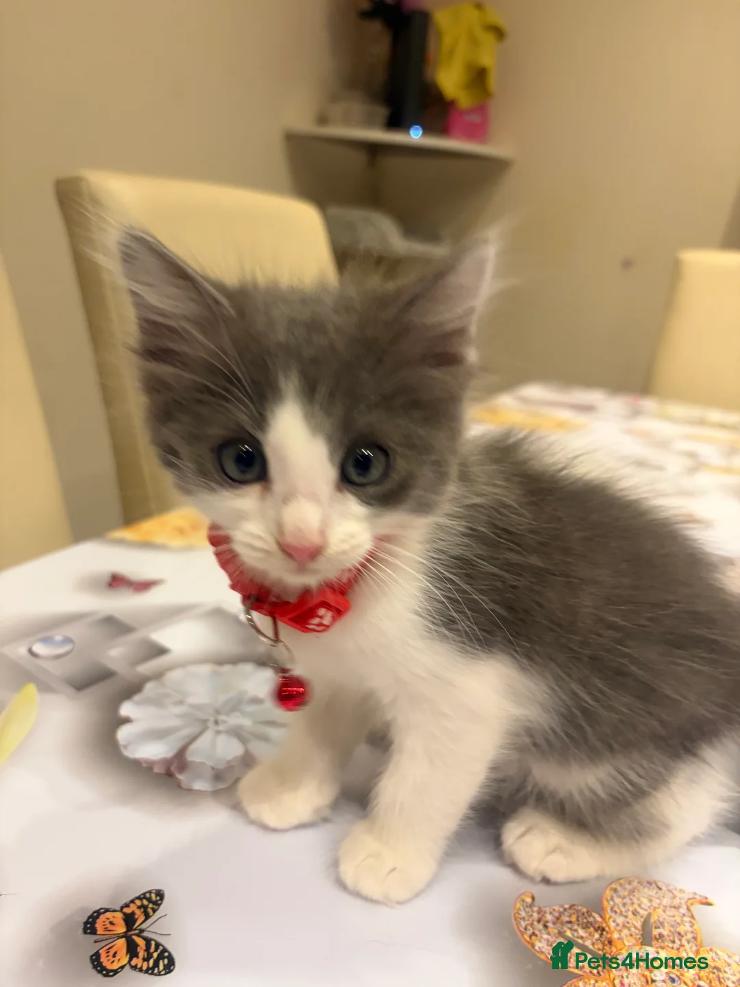 Turkish Angora cats for sale: Mix Turkish Angora kitten - Advert 1