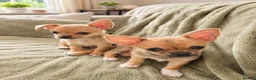 Chihuahua dogs for sale: Two Beautiful Boy Chihuahuas For Sale in Lincoln - Advert 3