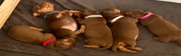 Miniature Dachshund dogs for sale: Chocolate & tan short hair miniature dachshund  - Advert 7