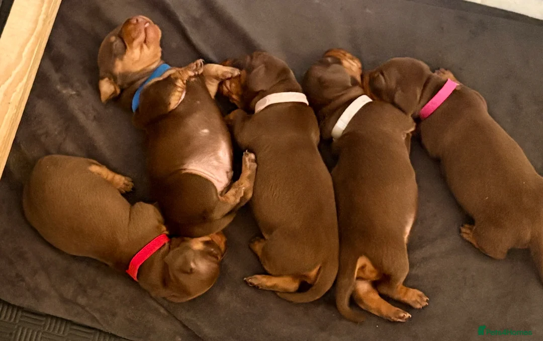 Miniature Dachshund dogs for sale: Chocolate & tan short hair miniature dachshund  - Advert 7