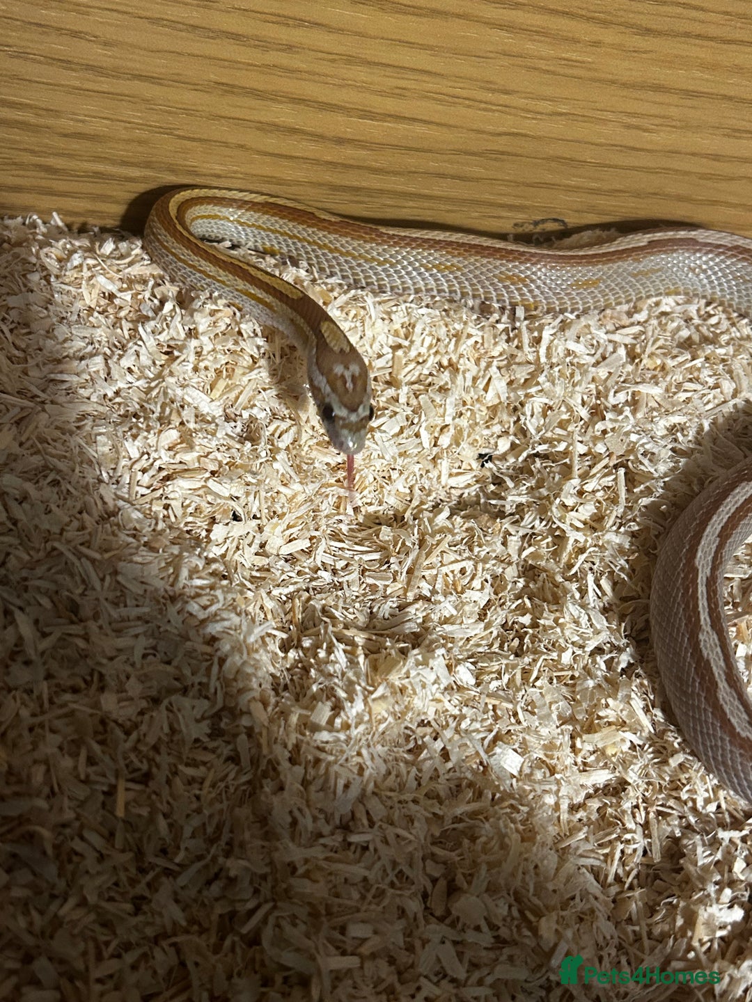 Corn Snake reptiles for sale: Elio the Strawberry ultra motley corn snake  - Advert 3